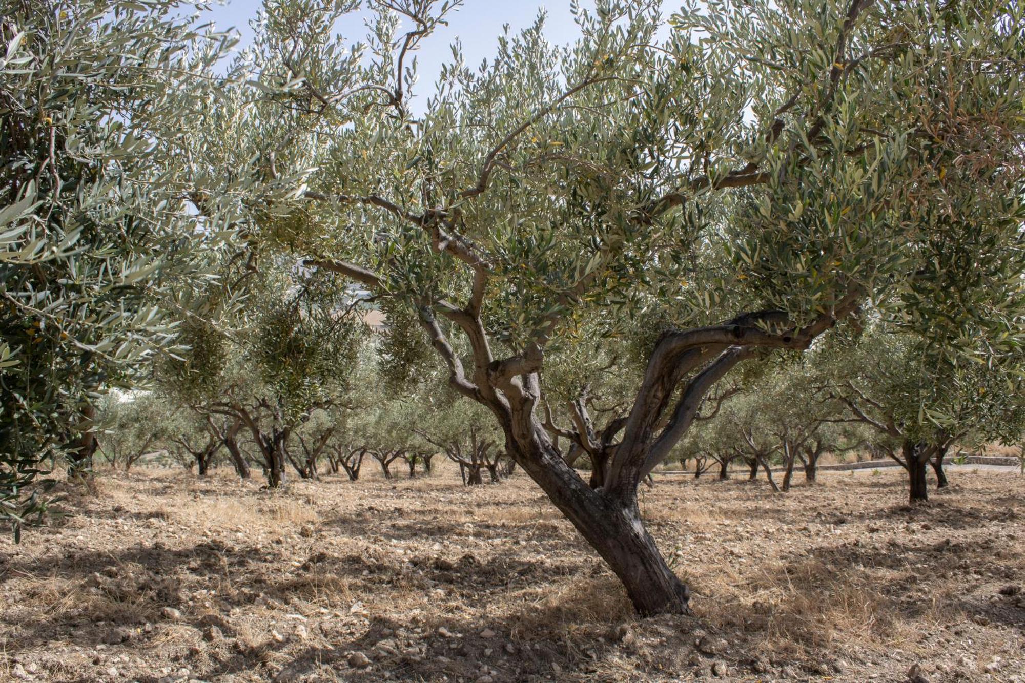 אגריג'נטו Agriturismo Bellajo - Ville Rustiche Con Piscina מראה חיצוני תמונה